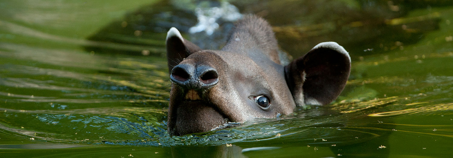 Lowland Tapir | Tapir Specialist Group