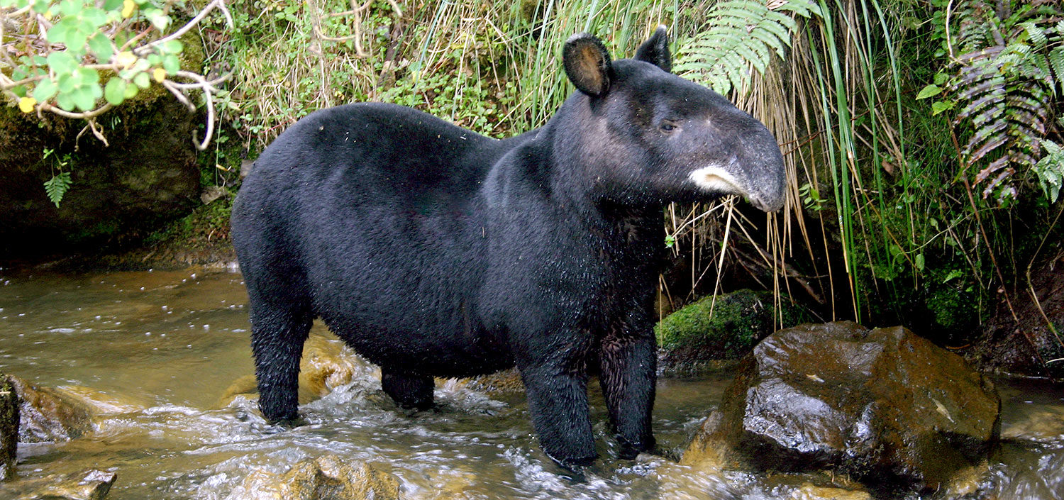 Malayan Tapir In The Wild