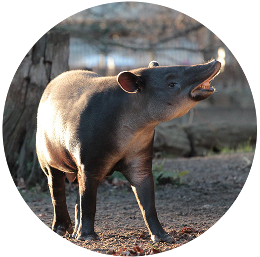 All About the Terrific Tapir | Tapir Specialist Group