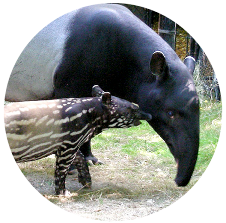 circle-malayan | Tapir Specialist Group