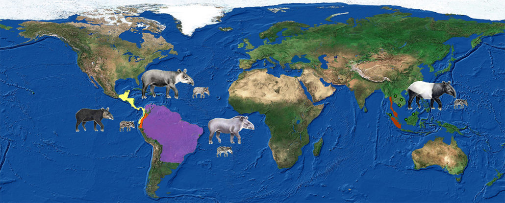 Where Do Tapirs Live