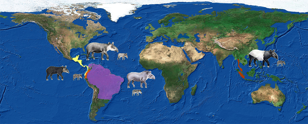 world-tapir-map-habitat | Tapir Specialist Group